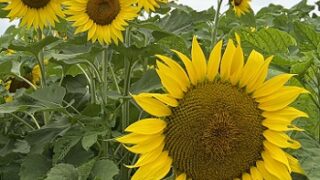 愛知牧場のひまわり（2026年7月13日）