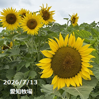 愛知牧場のひまわり（2026年7月13日）