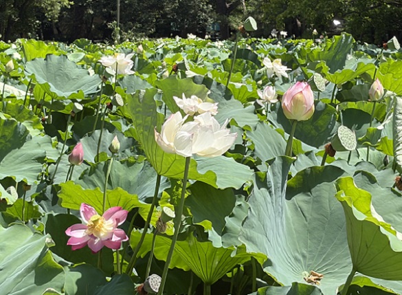鶴舞公園胡蝶ケ池のハスの花(2026年7月14日)