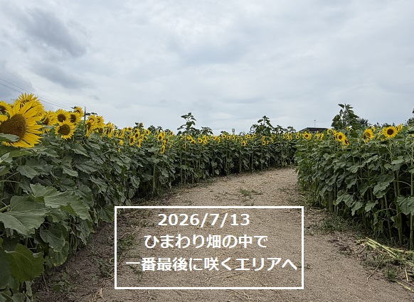 愛知牧場のひまわり(2026年7月13日)