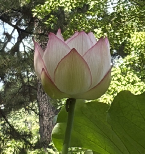 鶴舞公園胡蝶ケ池のハスの花(2026年7月14日)