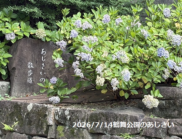 鶴舞公園(名古屋市)のあじさいの散歩道