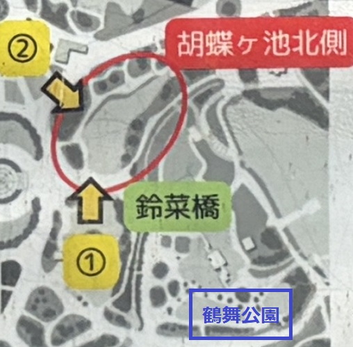 鶴舞公園胡蝶ケ池のハスの花