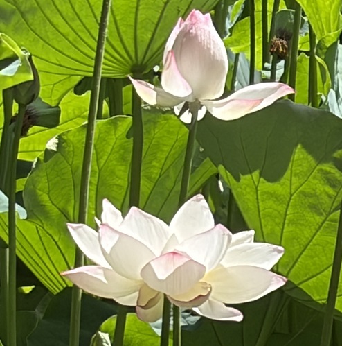 鶴舞公園胡蝶ケ池のハスの花(2026年7月14日)