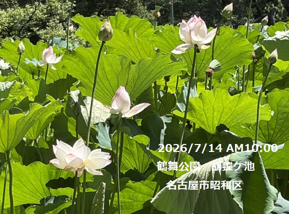 鶴舞公園胡蝶ケ池のハスの花(2026年7月14日)