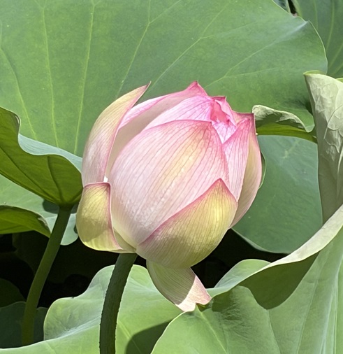 鶴舞公園胡蝶ケ池のハスの花(2026年7月14日)