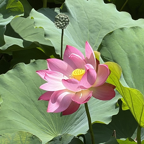 鶴舞公園胡蝶ケ池のハスの花(2026年7月14日)