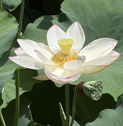 鶴舞公園胡蝶ケ池のハスの花(2026年7月14日)