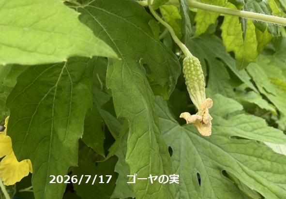 自宅で栽培のゴーヤ（2026年7月17日）