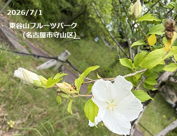 東谷山フルーツパークのむくげ