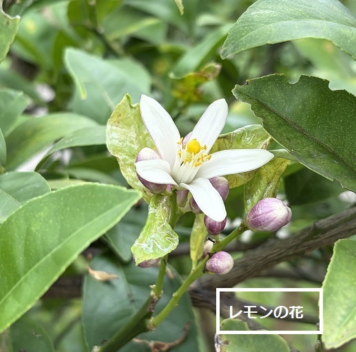 東谷山フルーツパークでのレモン園(2026年7月1日)