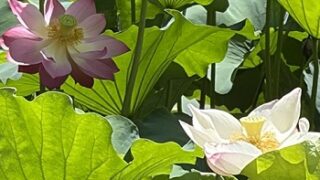 鶴舞公園胡蝶ケ池のハスの花（2026年7月14日）