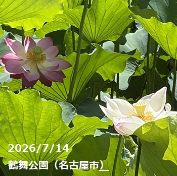 鶴舞公園胡蝶ケ池のハスの花（2026年7月14日）
