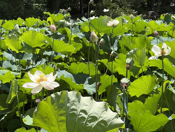 鶴舞公園胡蝶ケ池のハスの花(2026年7月14日)