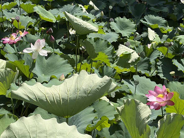 鶴舞公園胡蝶ケ池のハスの花(2026年7月14日)