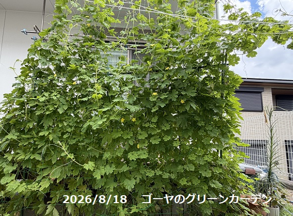 自宅のゴーヤ(2026年8月18日)