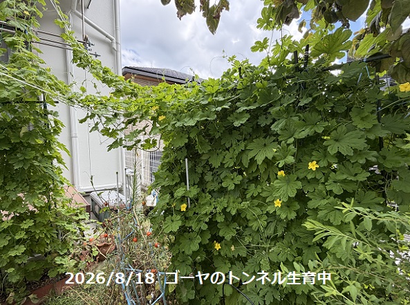 自宅のゴーヤ(2026年8月18日)