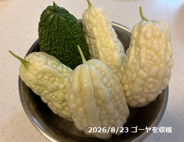 自宅で収穫したゴーヤ
