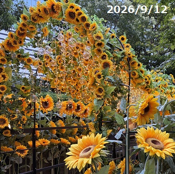 大名古屋ビルヂングのひまわりスカイガーデン（2026年9月12日）
