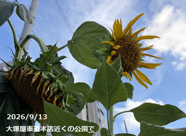 名古屋市車道公園のひまわり