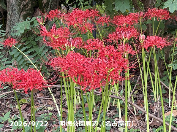 彼岸花（名古屋市名東区）