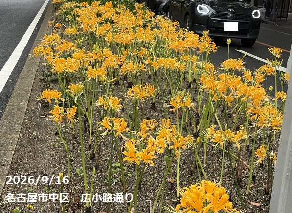 彼岸花（名古屋市中区）