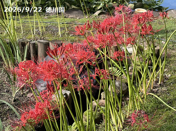 徳川園（名古屋市）2026年9月22日