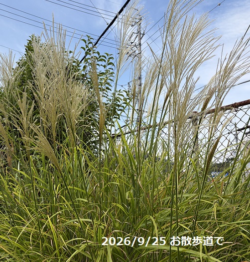 自宅周辺の散歩道のススキ