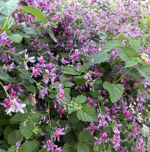 自宅周辺の散歩道のハギの花