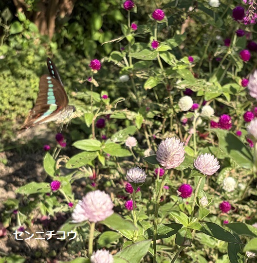 魔女の谷エリアで見つけた植物