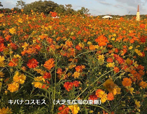 モリコロパークのお花畑のキバナコスモス