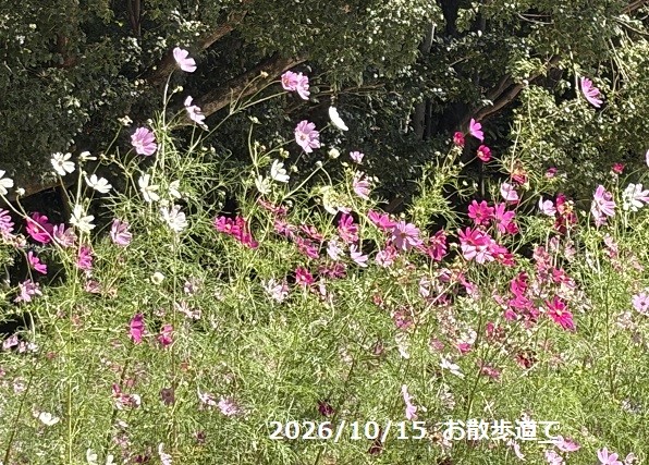 名古屋市名東区明徳公園のコスモス