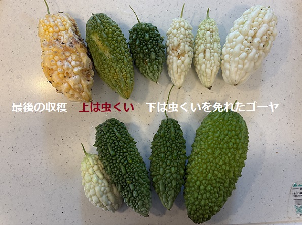 収穫したゴーヤ