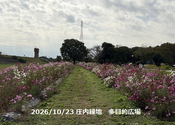 庄内緑地（2026年10月23日）