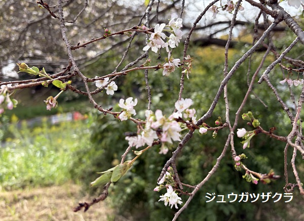 庄内緑地（2026年10月23日）