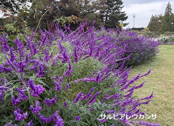 庄内緑地（2026年10月23日）