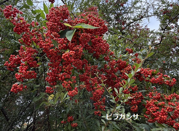 庄内緑地（2026年10月23日）