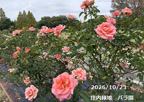 庄内緑地公園(名古屋市西区)2026年10月23日午後