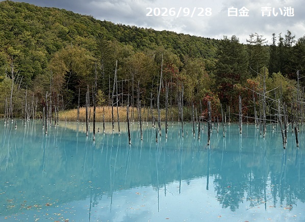 白金青い池(美瑛町)2026年9月28日
