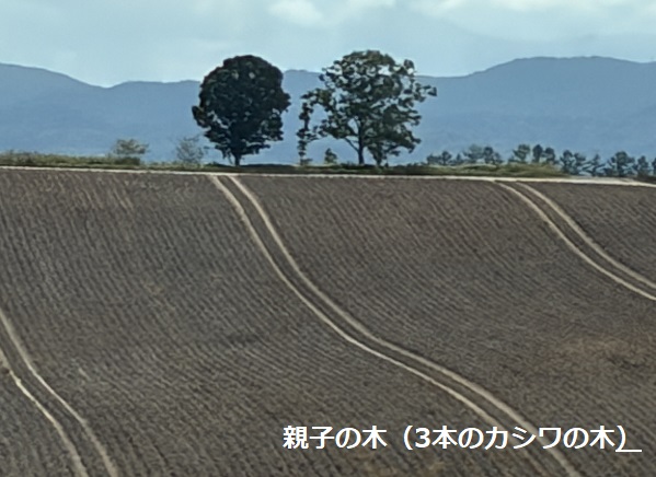 北海道美瑛町パッチワークの路(2026年9月28日)