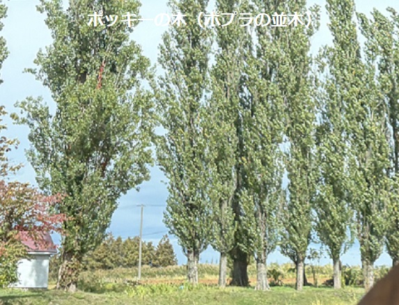 北海道美瑛町パッチワークの路(2026年9月28日)