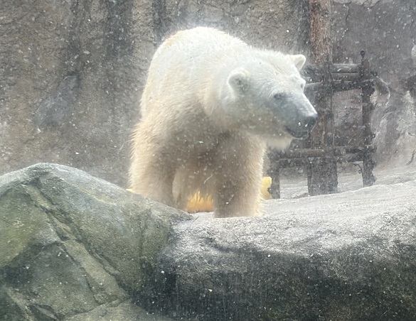 旭山動物園