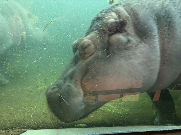 旭山動物園