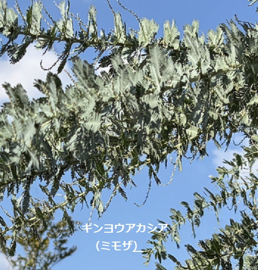 魔女の谷エリアで見つけた植物