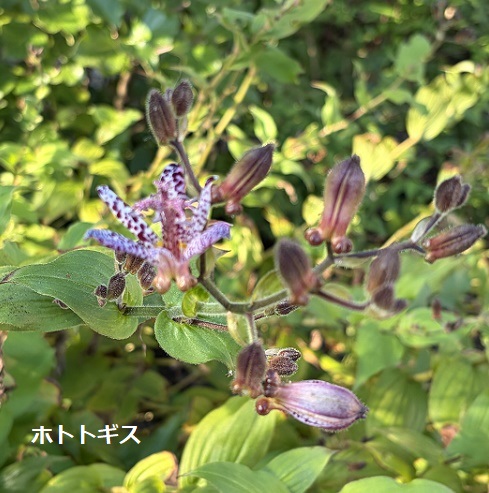 魔女の谷エリアで見つけた植物