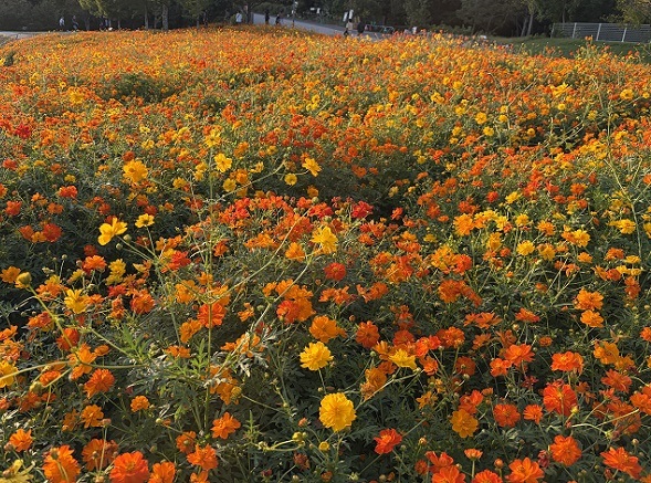 モリコロパークのお花畑のキバナコスモス