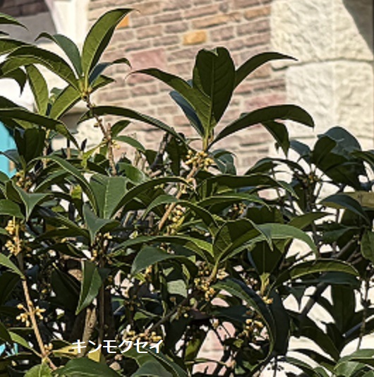 魔女の谷エリアで見つけた植物