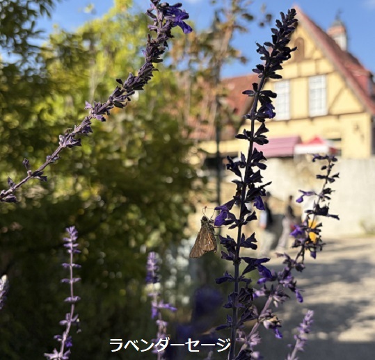 魔女の谷エリアで見つけた植物