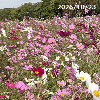 庄内緑地のコスモス（2026年10月23日）