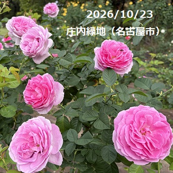 庄内緑地公園（名古屋市西区）2026年10月23日午後